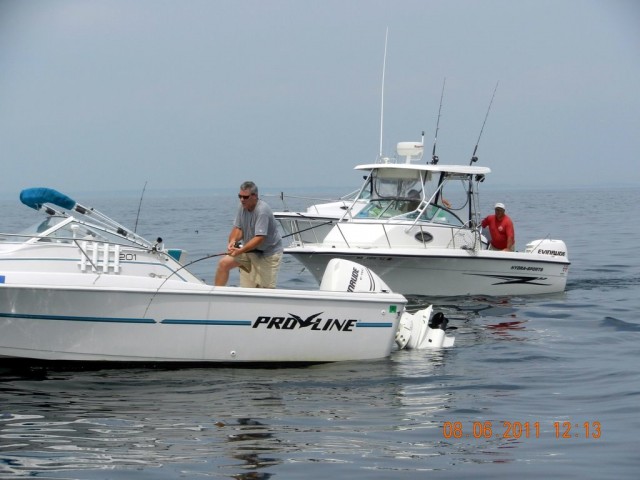 Fighting Boston Harbor Shark Fighting Boston Harbor Shark