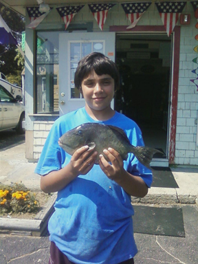 Harrison Quick Conn Triger fish