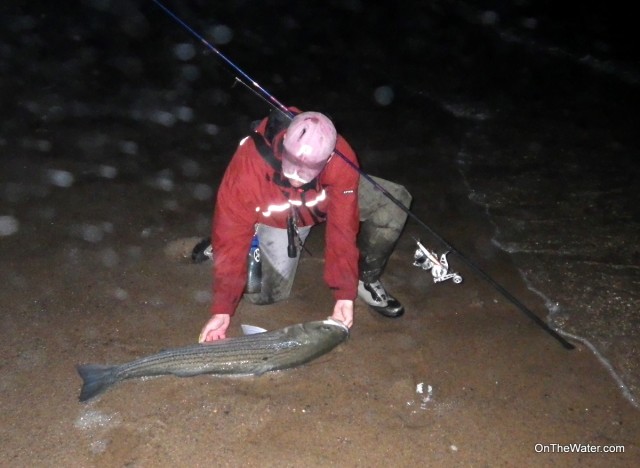 Unhooking striped bass on Cape Cod Surf Daiwa SP Minnow