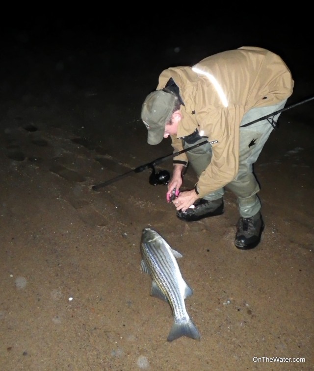 Kevin Blinkoff Striper Surf Cape Cod Needlefish