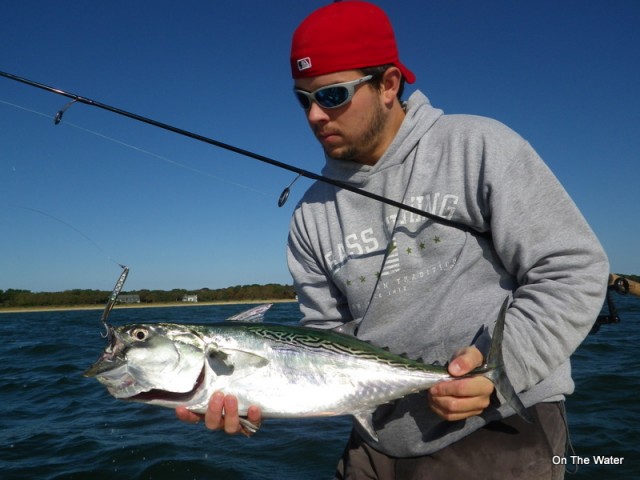 Cape Cod False Albacore Martha's Vineyard