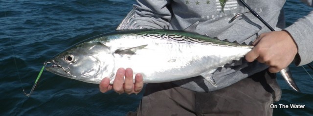 Cape Cod False Albacore Acme Kastmaster XL