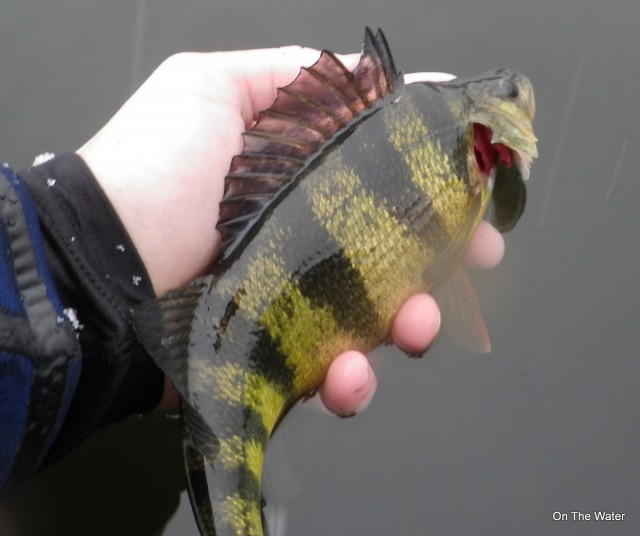 yellow perch cape cod