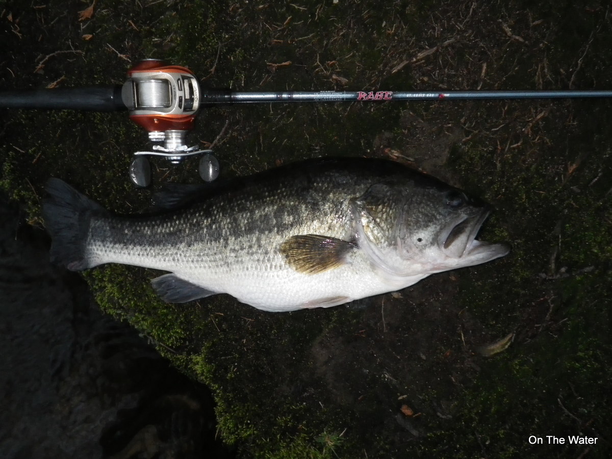 3-24-2012 - A big largemouth bass that fell to a spinnerbait rolled over a shallow flat. 