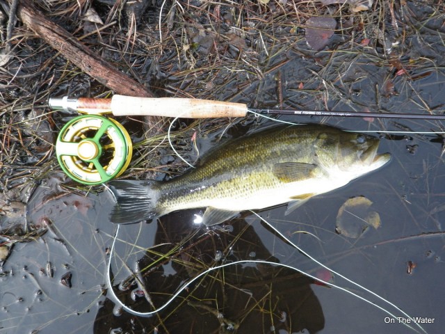 IMGP0562-001 largemouth bass new england cape cod fly