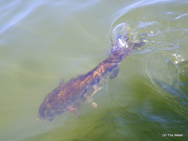 My personal best bass, headed back to its tree, April 7, 2012. Hopefully it's packed on another pound this year.