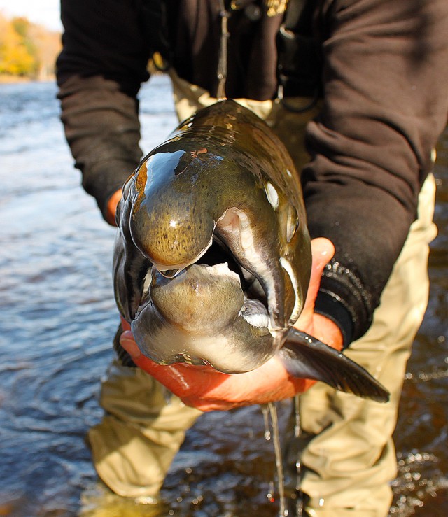 Coho Beak Hooked Nose Male COho Trophy Pulaski
