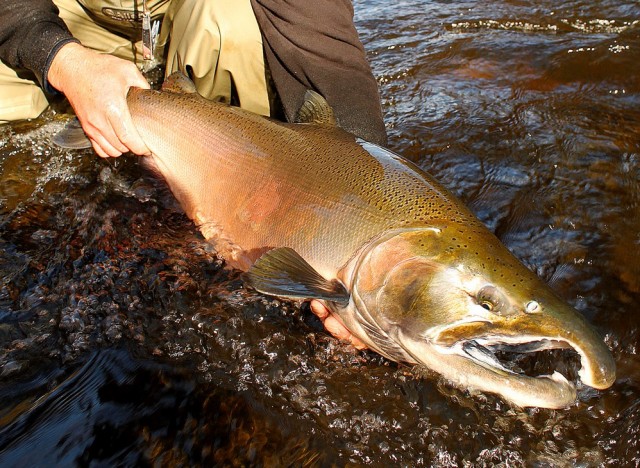 Male Coho Salmon Pulaski New York