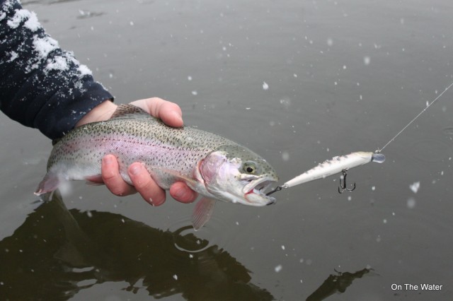 Rainbow Trout Snow SP Minnow