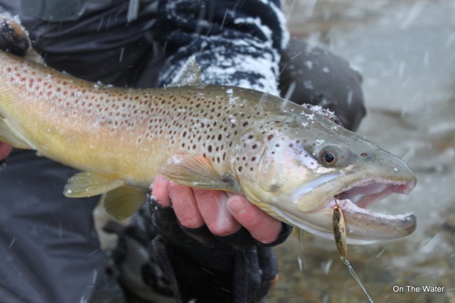swedish-pimple-big-brown trophy brown trout winter swedish pimple spoon metal lures