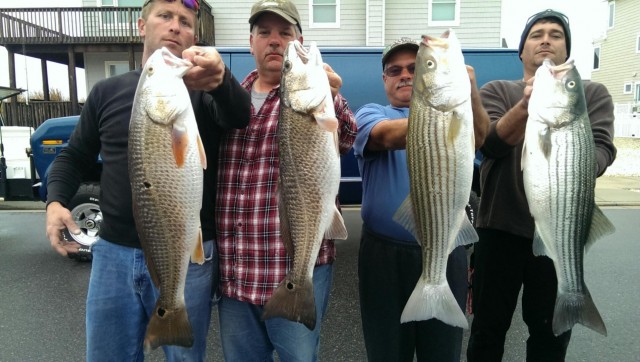 Ken McDermott (whose blog on Cape May County Fishing can be found at kensdock.com) sent in this photo of a mixed bag of keeper stripers and red drum taken from the Cape May County surf. You don't see those two fish swimming together often! Also, check out Ken's article on New Jersey speckled trout in the November/December Issue of On The Water, on sale now.