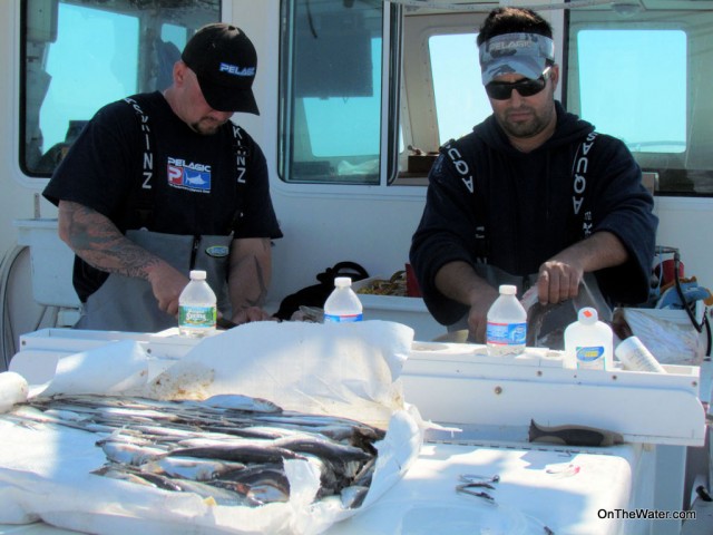Jack and Lou at work-1 Prepping baits for giant bluefin tuna