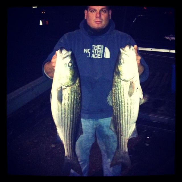 Jason Jadach of Bobby J's Bait and Tackle with a pair of keeper striped bass from the Housatonic River last Friday night. 