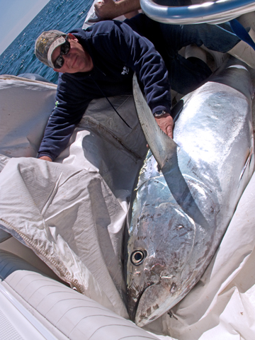 Dan Jones Hook Up Bluefin Tuna