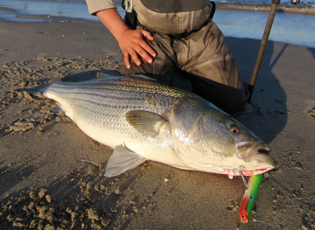 big striper lex lures pencil