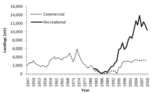 The commercial and recreational landings (in metric tons) of striped bass from Maine to North Carolina, 1947-2010. After the collapse of the fishery in the 1980s, striped bass rebounded and recreational landings spiked in 2006 but have declined since. Commercial landings have held steady around 3,000 metric tons per year. Source: ASMFC.org