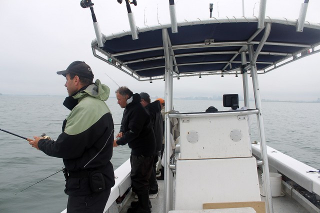 BostonHarborFlounder5