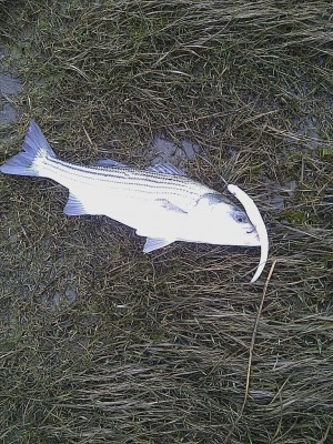 Matthew Crowley started his season with this Quincy bass. It hit a 10-inch Hogy lure.