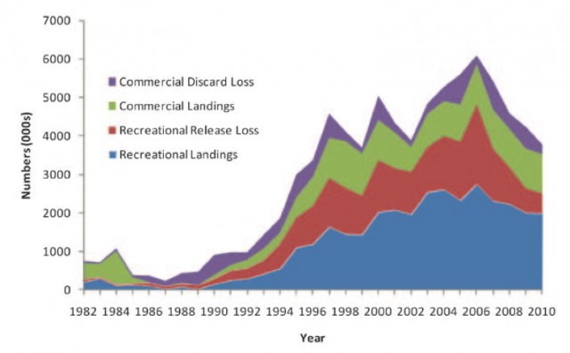 Total catch in number (000s) for recreational and commercial fisheries of striped bass, Maine to North Carolina, 1982-2010. The catch is dominated by recreational fishing, and includes landings (kept fish) and catch-and-release mortality. Note the sharp decline in recent years in release mortality, as the number of undersized stripers being caught and released by fishermen has dropped. Source: ASMFC.org