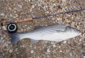 OTW contributor and fly-fishing author Angelo Peluso shared this photo of a striper caught from an east end Long Island tidal creek. 
