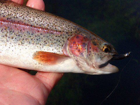 OTW contributor Angelo Peluso sent this photo and noted that there are plenty of these guys around right now on Long Island and some nice browns as well. In addition to stocked fish you can find holdovers from prior seasons, wild fish (naturally spawning brookies that must be released) and fish that have spent some time in saltwater.