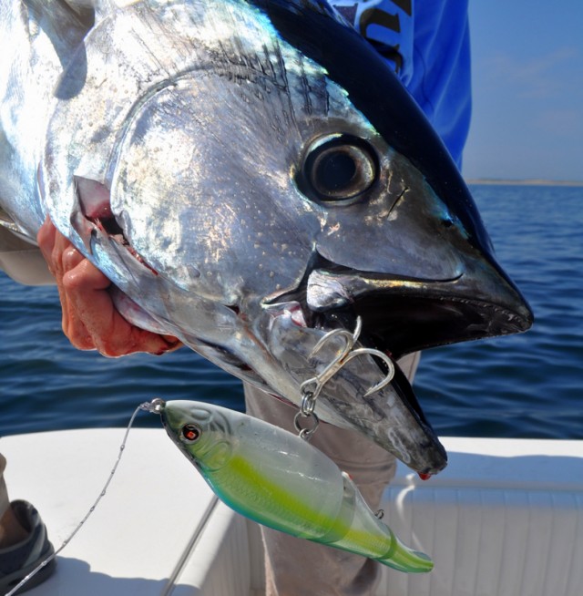 Tuna on Sebile Magic Swimmer