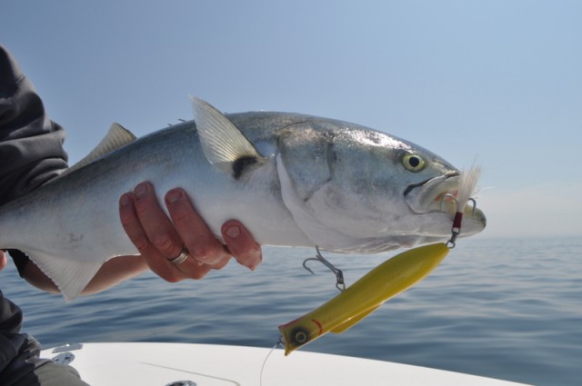 Bluefish Topwater Plug