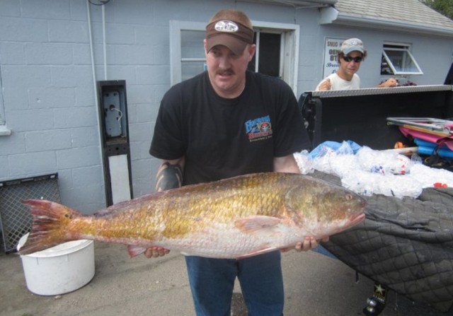 Red Drum Rhode Island Red Drum Rhode Island