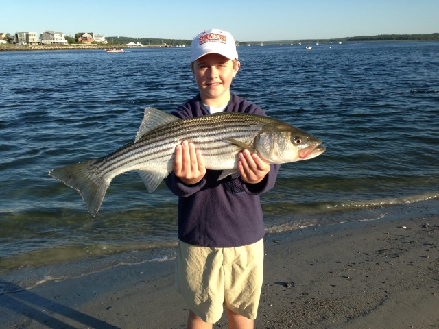 Ryan Humphrey caught this 28" on Saturday morning from the beach around Pine Point in Scarborough, ME.