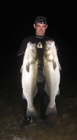 The author with a pair of 30 lb bass taken from the Eastern CT surf over the weekend.