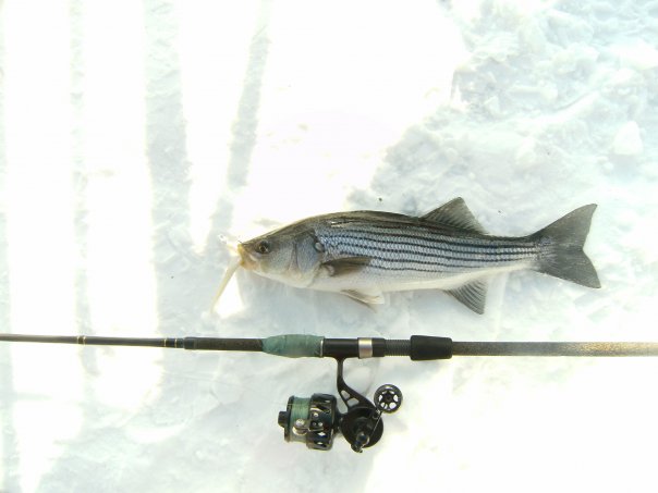 Winter Striper Holdover Snow Striped bass