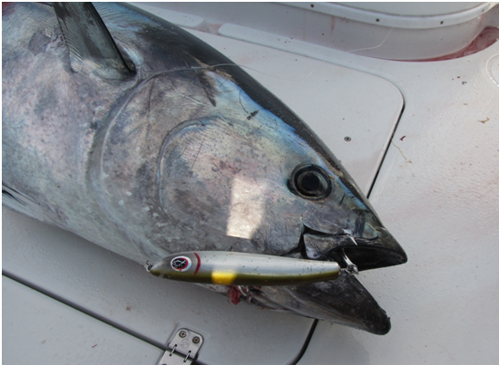 bluefin tuna stickbait tuna popping