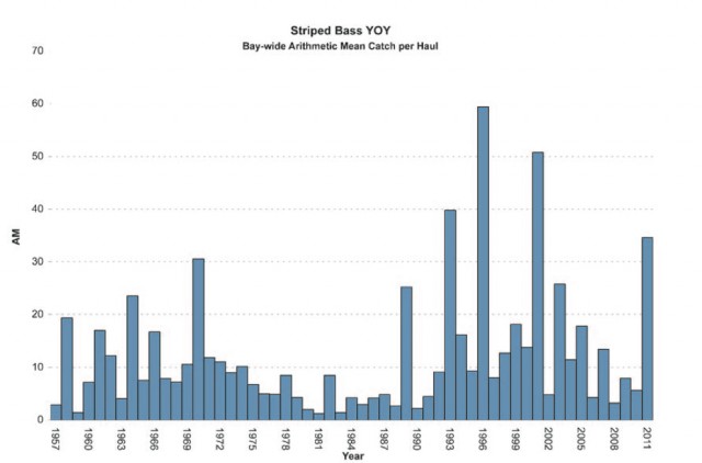 The juvenile striped bass survey documents annual year-class success for young-of- the-year (YOY) striped bass in Chesapeake Bay. Annual indices of abundance provide an early indicator of future adult stock abundance. The super spawn in 2001 is believed to be responsible for the large number of 34- to 36-inch fish prevalent in our fishery today. The 2011 spawning index was the fourth highest ever recorded and should result in improved fishing for schoolie-sized stripers in several years. Source: Durell, E.Q., and Weedon, C. 2011. Striped Bass Seine Survey Juvenile Index Web Page. http://www.dnr.state. md.us/fisheries/juvindex/index.html. Maryland Department of Natural Resources, Fisheries Service.
