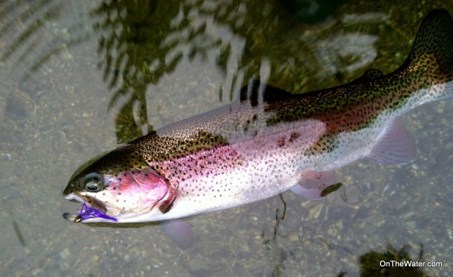 This bright Swift River rainbow fell for a purple Wooly Bugger. 
