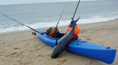To legally fish for bluefin tuna from a kayak, an angler must have a federal tuna permit for the kayak and both depart and return under his own power. Lamoureux brings his fish to shore by tethering them to a float and dragging them behind his kayak.