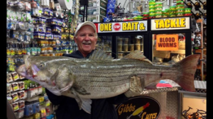 Joe Cook with a 47-pound, 49.5" striper caught on a clam at night.