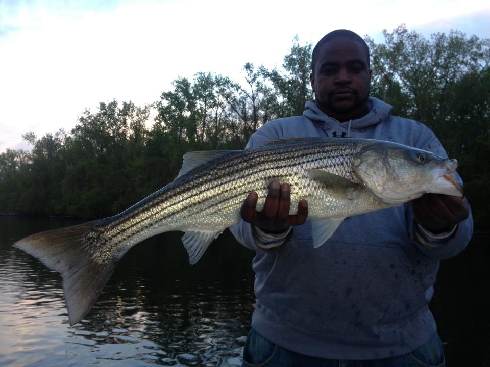 William Morehead with a nice Connecticut River keeper that crushed a topwater lure in Middletown this week.