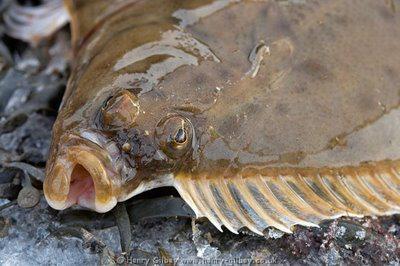 Winter flounder season opened on April 1 in New York. The L.I. Outdoorsman reported that they are fully stocked with flounder bait such as: bloodworms, sandworms, mussels and clam chum.