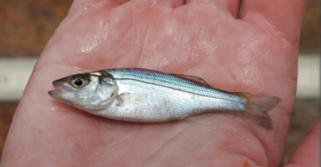 A young-of-year striped bass netted in Chesapeake Bay, a major spawning ground for striped bass. The success of each spring&rsquo;s striper spawn has a huge effect on the number of striped bass that will eventually be available for anglers from North Carolina to Maine. Maryland DNR biologists have monitored striper spawning success since 1954, sampling 22 survey sites each month from July through September with two sweeps of a 100-foot beach seine.