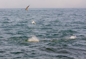Look to birds to lead the way to feeding albies off Montauk.