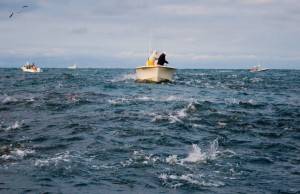 Albies will use the tide to their advantage, feeding in areas where strong currents push the baitfish.