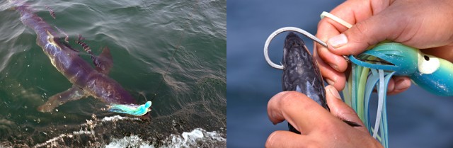 Butterflied Mackerel for shark bait
