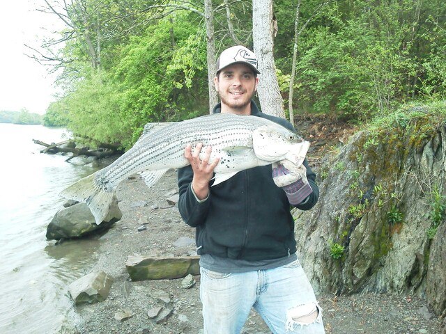 Justin Pruiksma with a big Hudson River striper.