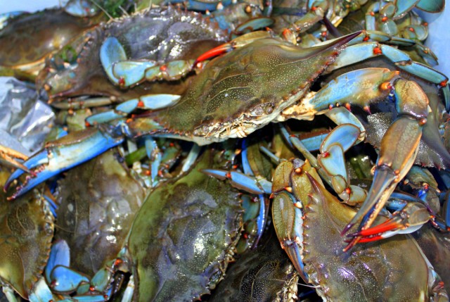 blue crabs