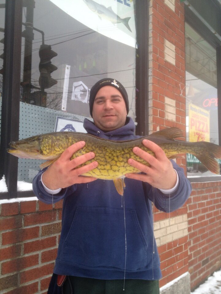 Brian Gallerani of Scituate caught a 5-pound 6-ounce, 28-inch, state pin pickerel through the ice at Lake Cochituate during blizzard #2.