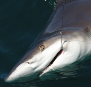 Brown sharks are now a protected species that must be released.