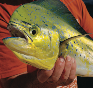 "Chicken" dolphin like this one are great fun on light tackle.