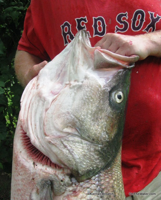 close up of the potential record striped bass
