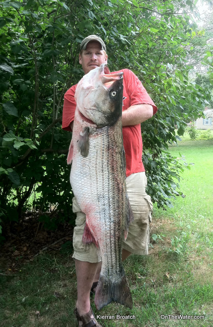 Potential World Record Striped Bass