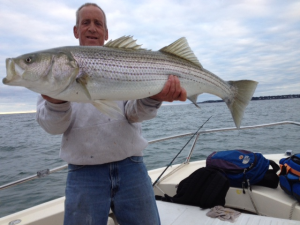 Joe Holey caught this 32-pounder with live mackerel in only a few feet of water.